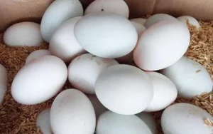 Mơ thấy trứng vịt thường được hiểu như thế nào?