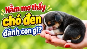 nam mo thay cho den danh con gi