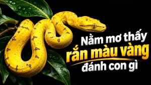 nam mo thay ran mau vang danh con gi